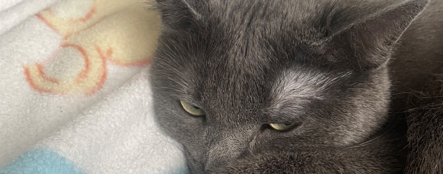 Жизнь монстриков!