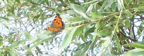 Поэзия, положенная на музыку ИИ