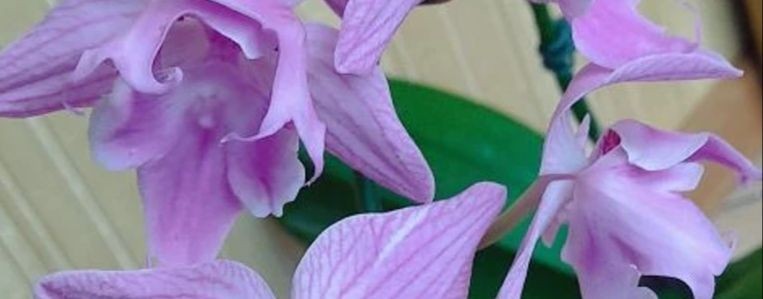 Коротко о комнатных цветах