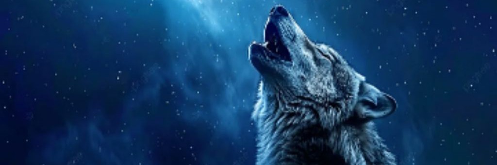 Nikita Wolf