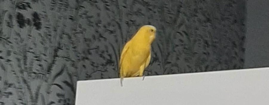 МаркоГД