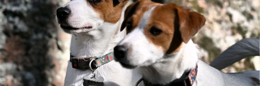 ХВОСТИКИ НА ДАЧЕ❤️🐕🦺❤️