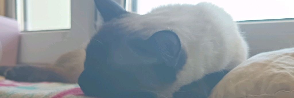 Маск_о_Даша🐱