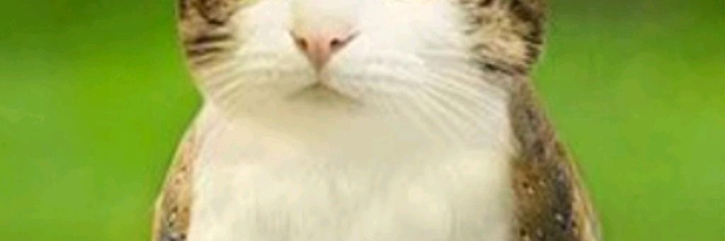 MEOWL