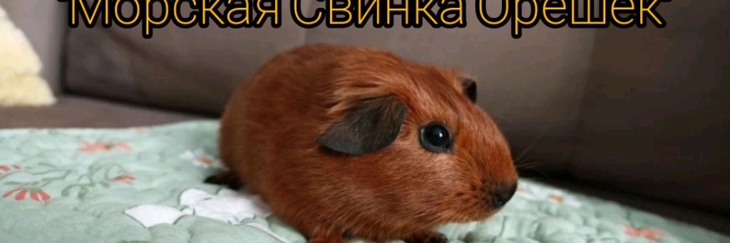 Морская Свинка Орешек
