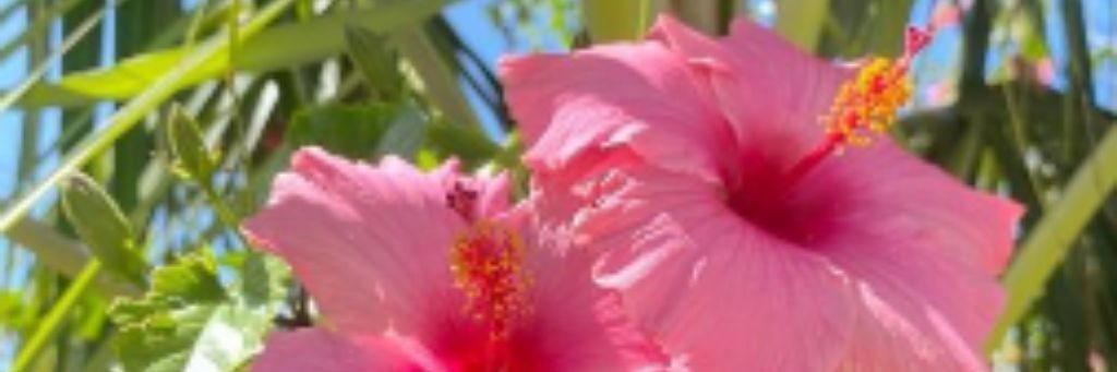 🦩 𝙷𝚊𝚠𝚊𝚒𝚒𝚊𝚗 𝚏𝚊𝚖𝚒𝚕𝚢 🌺☑︎