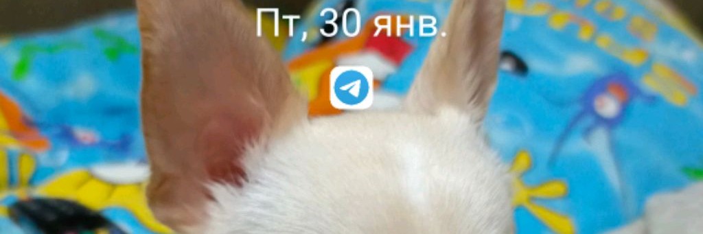 Аброкус 2.0 ларилахович
