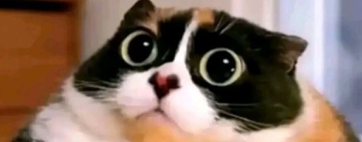 Котость