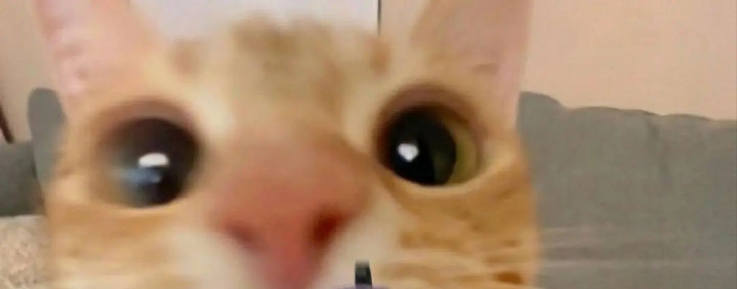Кот геймер
