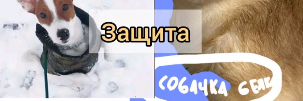 Собачка Белка