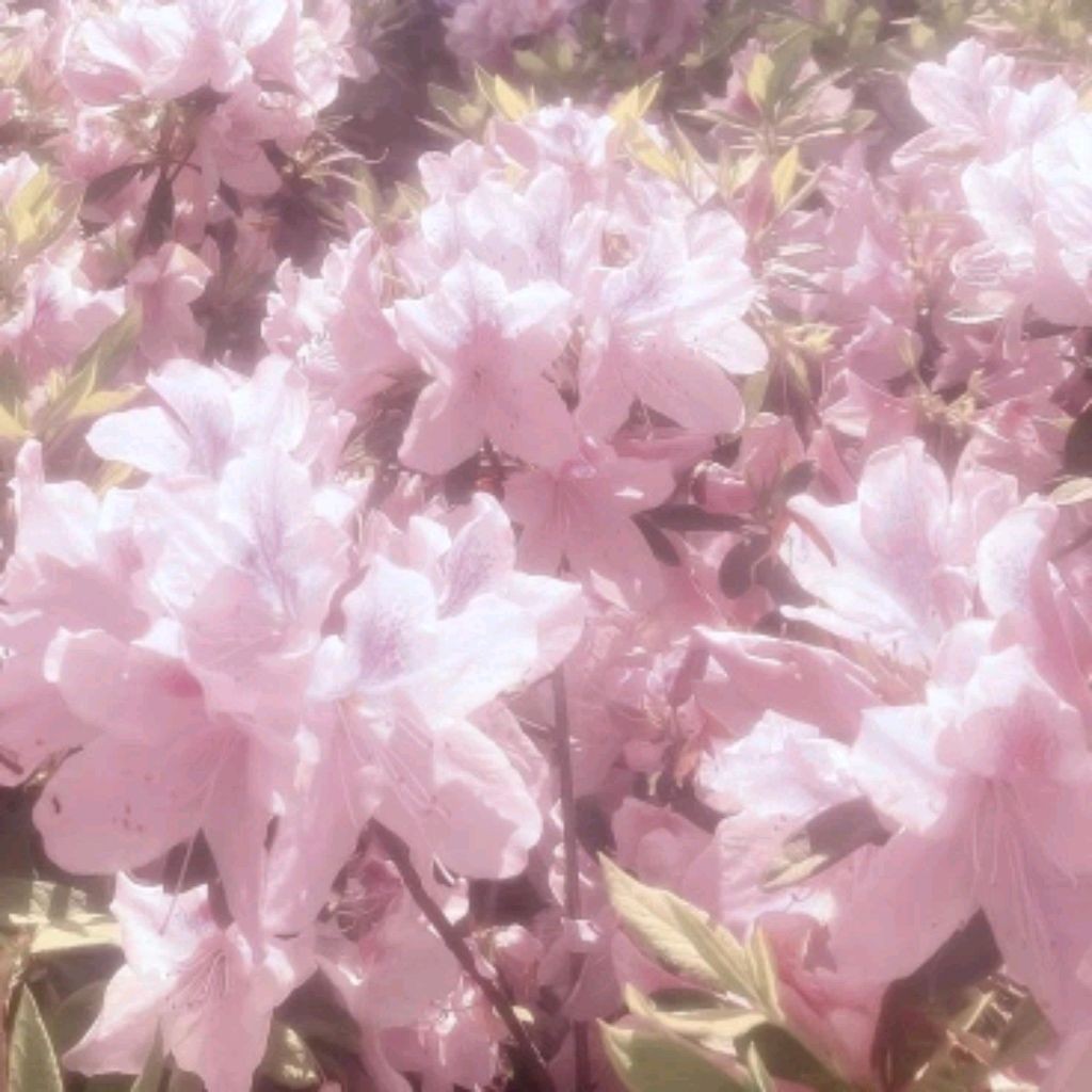 ٭ᥣᥲᥴᥱᥡ_gᥲmᥱs︴