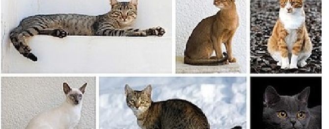 Кошки и не только