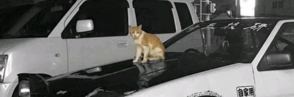 ❁Коты-воители ❁
