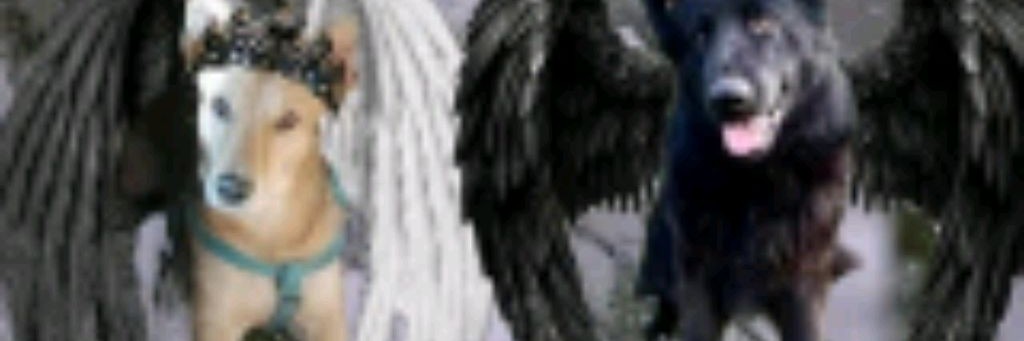 Fly