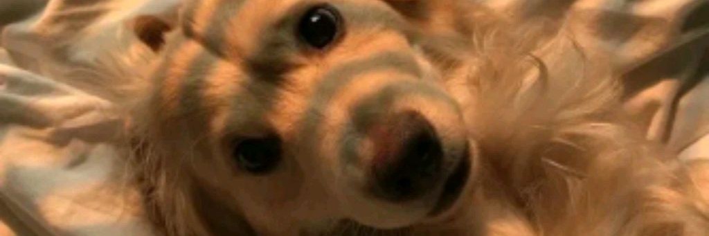 ~♡DogCuty♡~
