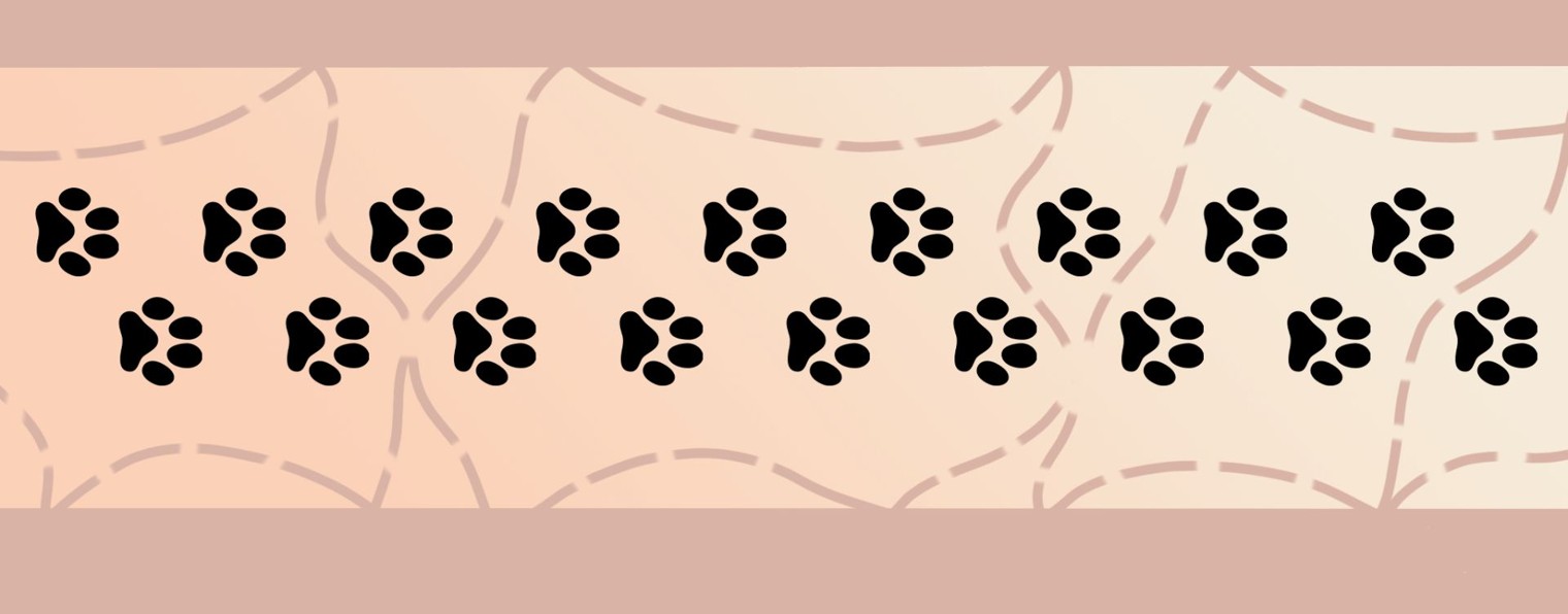 Animals Everywhere
