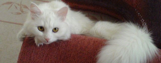 Кошан