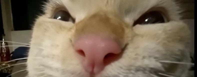котяра