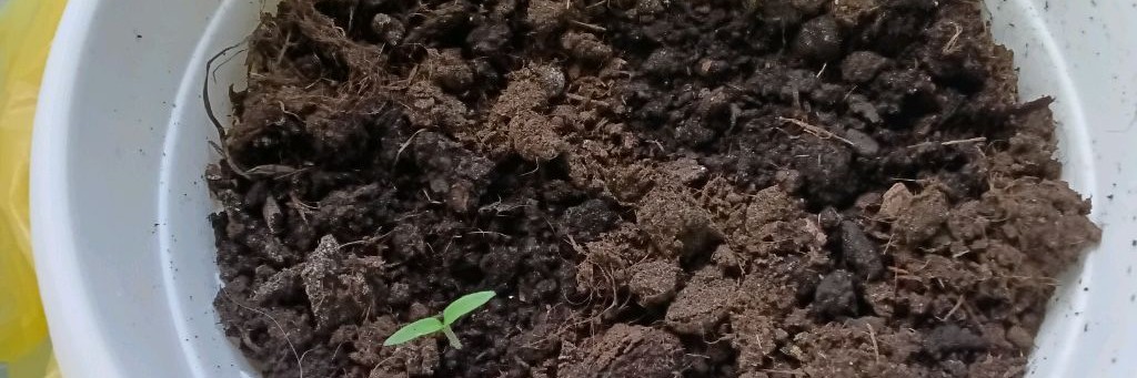 Томаты На Падаконнеке