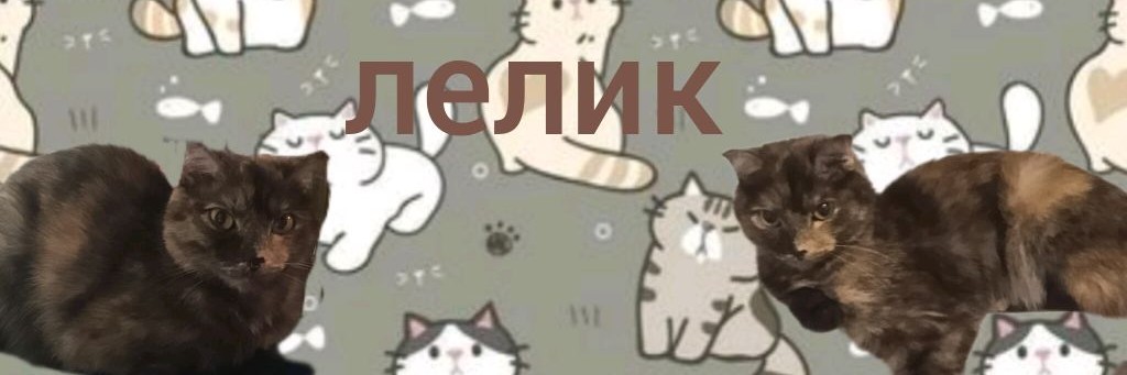 ٭★𝚆𝚊𝚛𝚛𝚒𝚘𝚛  𝙲𝚊𝚝★٭