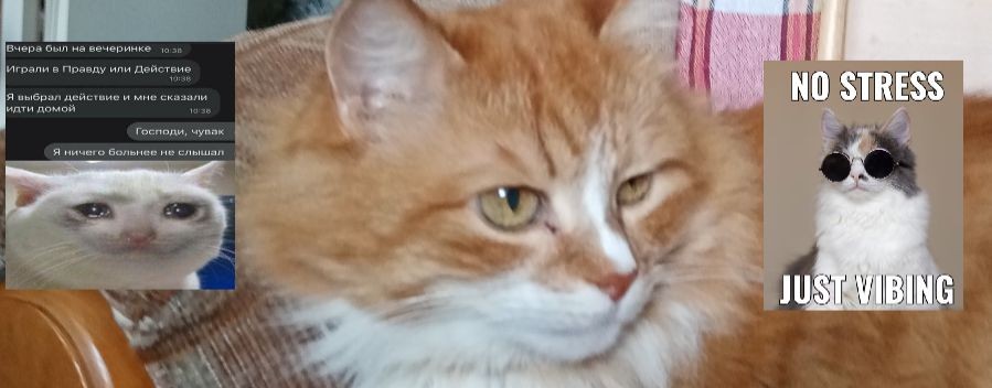 - Mr. Cat -