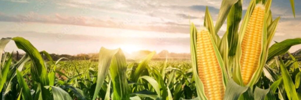 🌽Кукуруза🌽