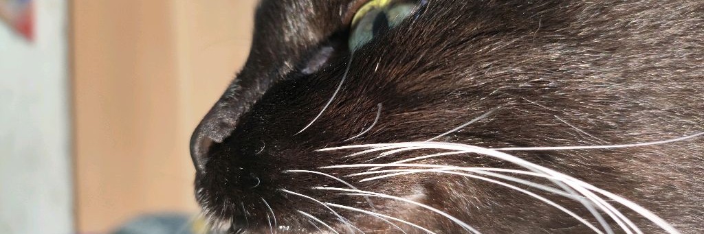 This is my cat