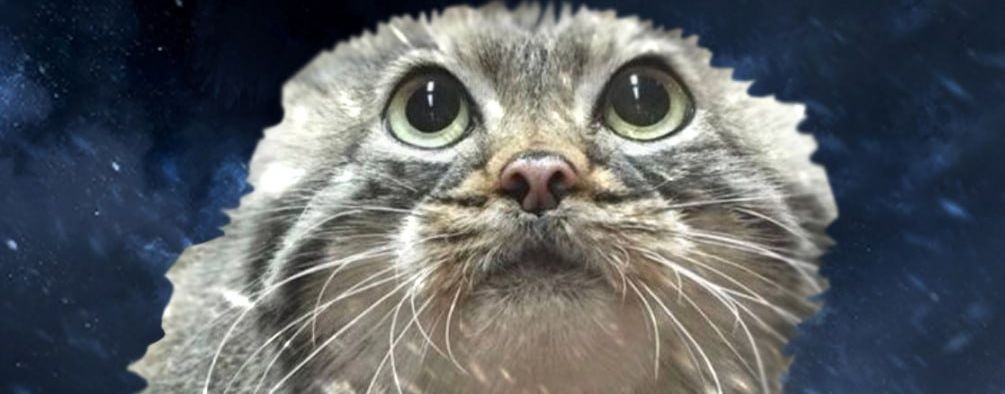 Mr. Кот