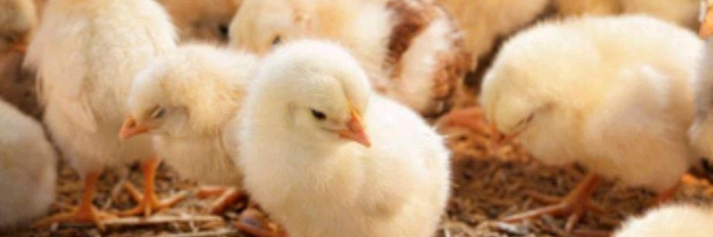 🐣~ Цыпа~🐥