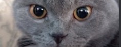 КОШАЧИЙ ЗАМЕС!