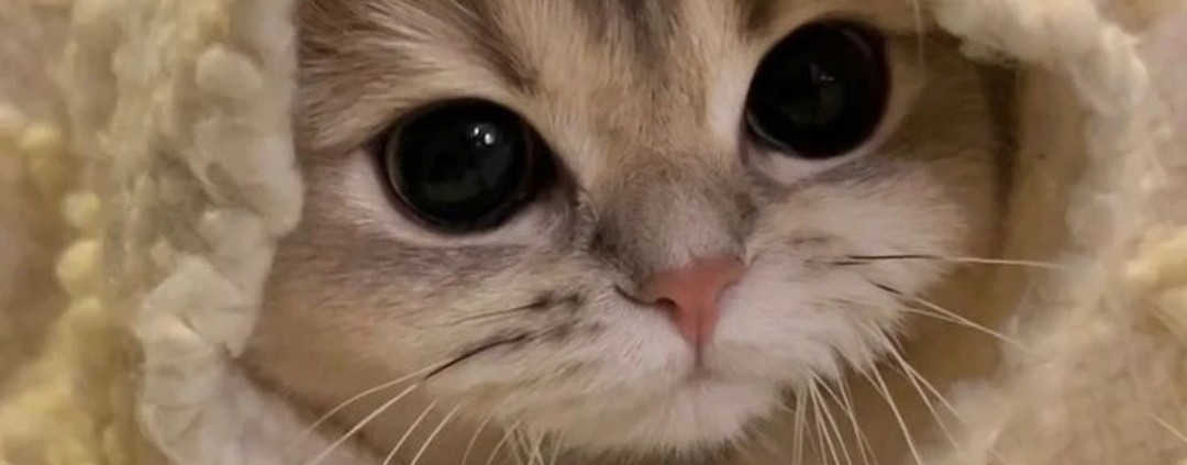 чёрный котик геймер