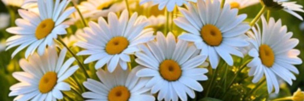 Ольга Весна🌷