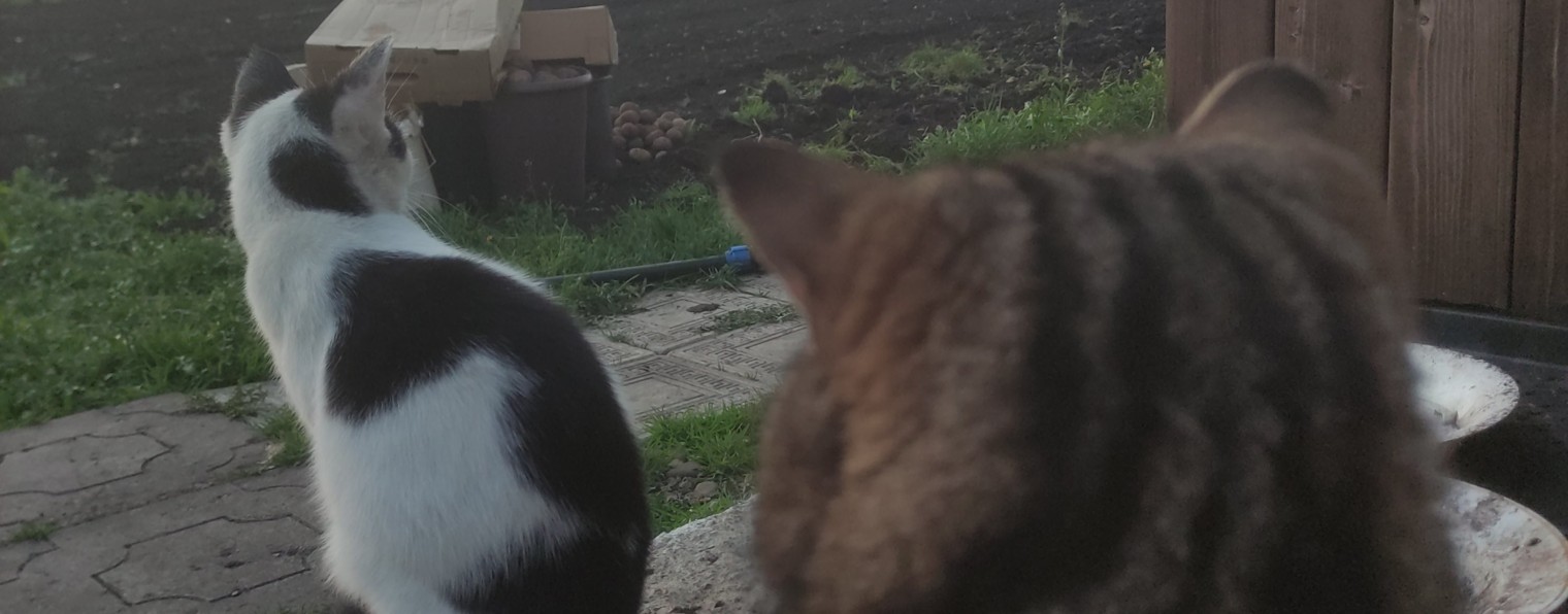 mr cat