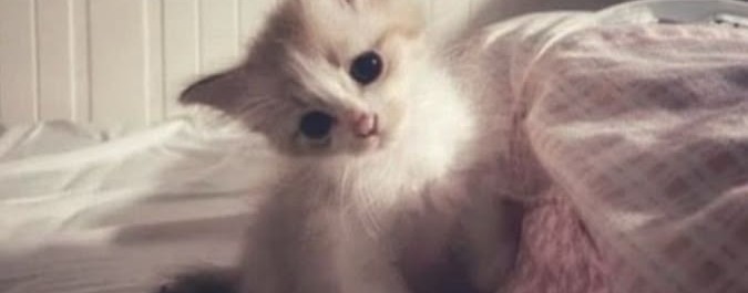 ||•Kissa•||