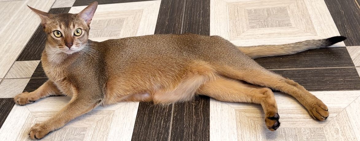 Абиссинка кот