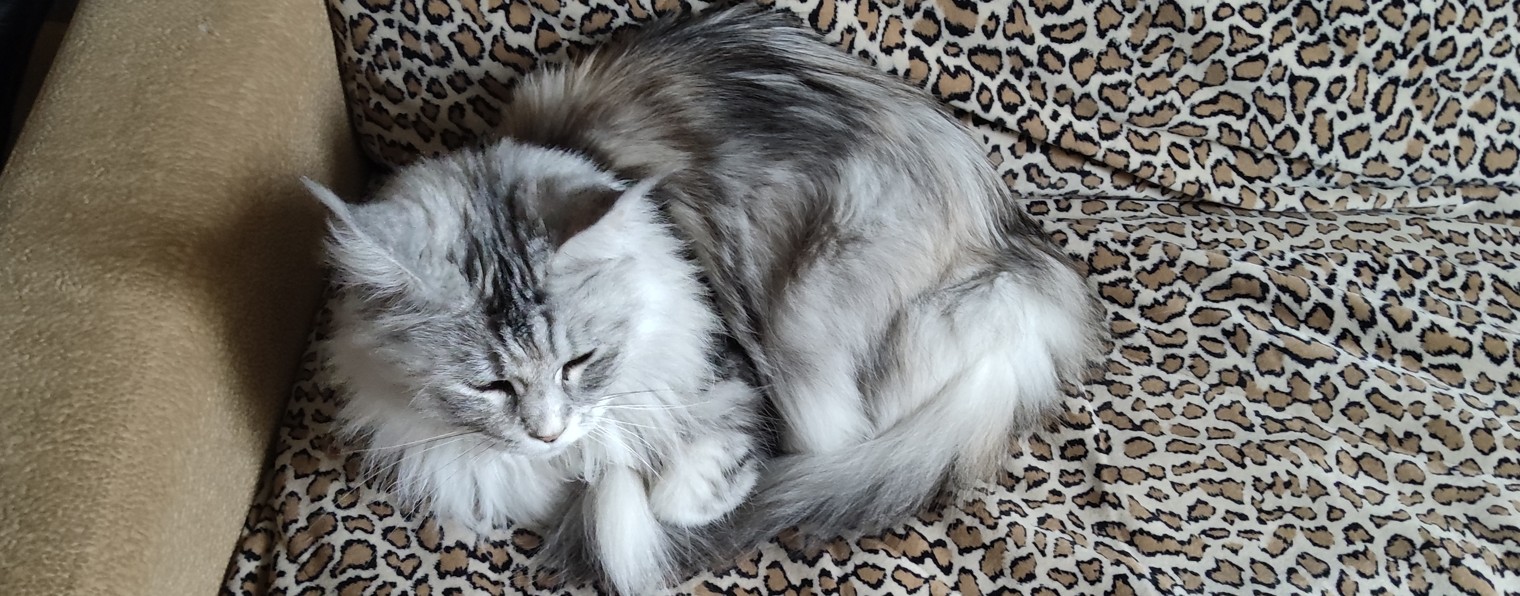 Кот и жизнь