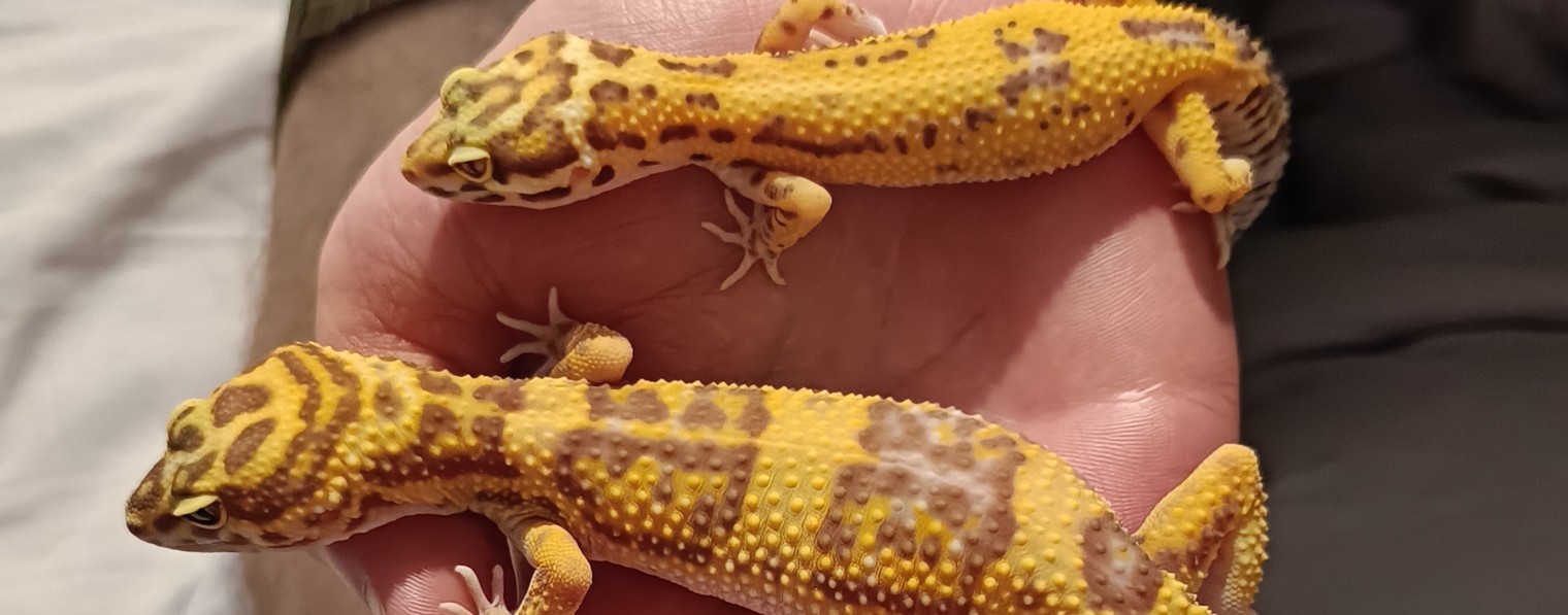 Sunshine Geckos | Эублефары | Смоленск