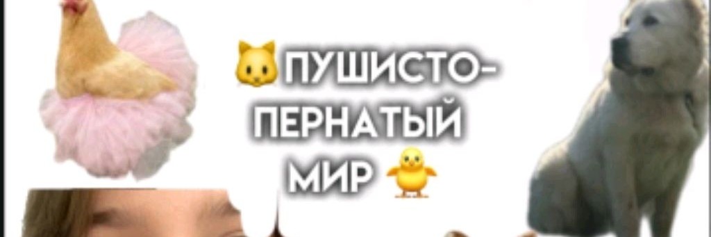 🐱Пушисто-пернатый Мир🐤