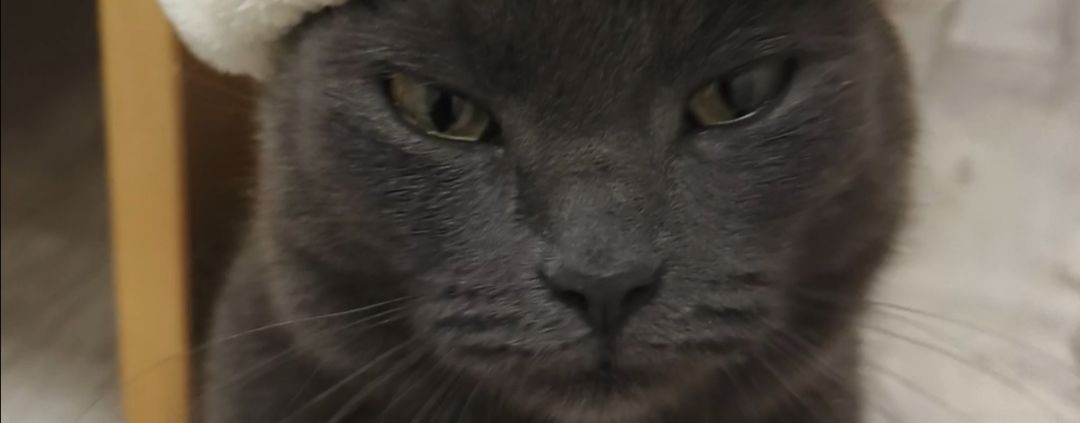 Коша Мила привет хьыч