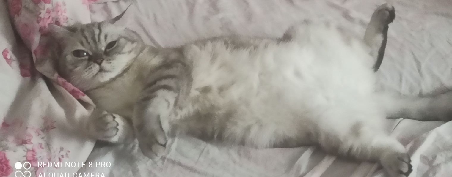 ⲧюⲗⲉⲏьɥυⲕ!:3