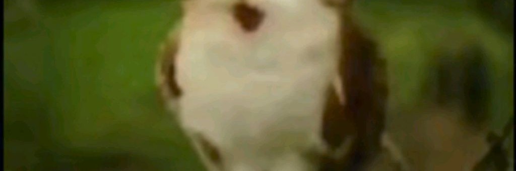 ⭐ ᴅʀᴏᴘsᴢᴢ ⭐