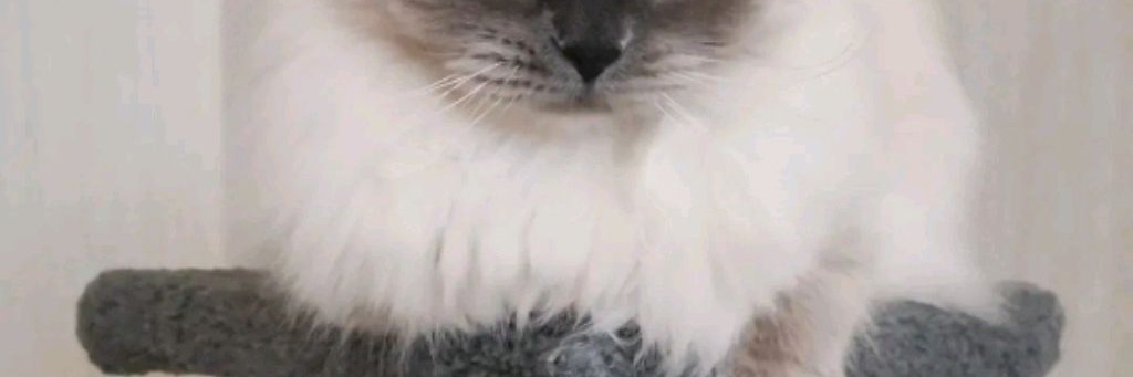 "МАГИЯ КОТА СЕМЕНА "