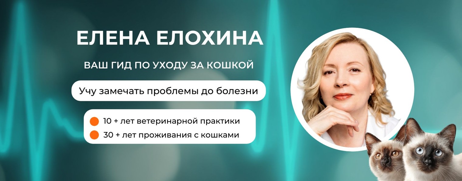 Елена Елохина I Ветеринар о кошках