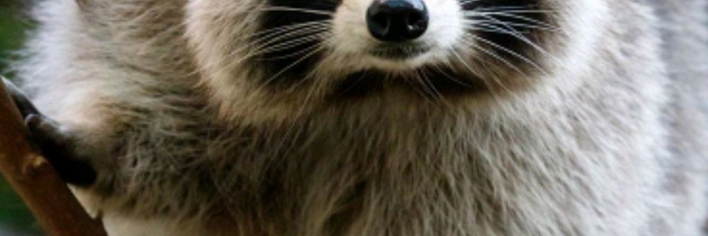 WILD_RACCOON