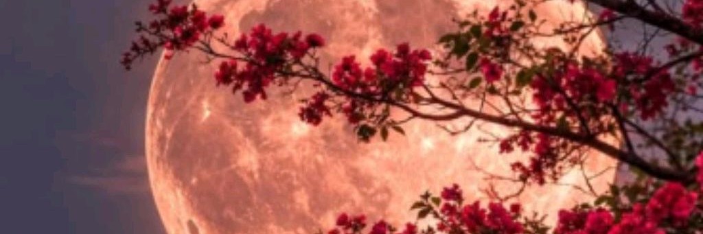 🌸_𝙻𝚞𝚌𝚑𝚒𝚣𝚊𝚛𝚗𝚊𝚢𝚊_✨
