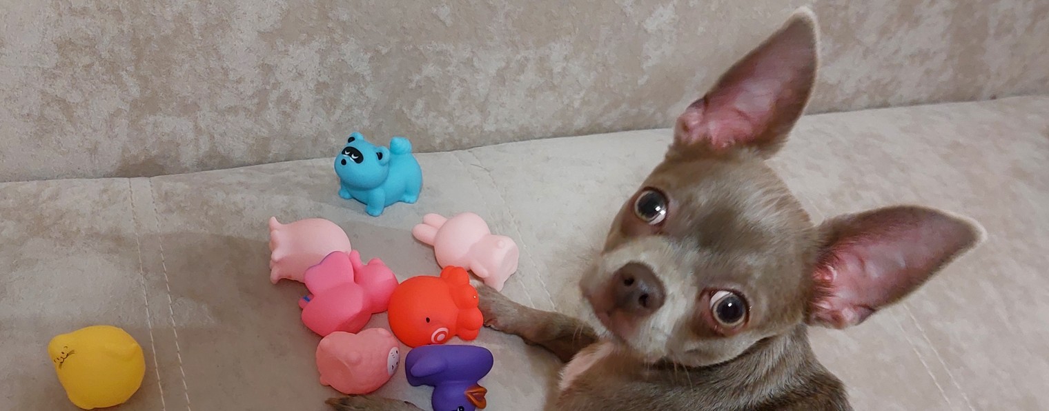 МАРИК)))🐕🐶♥️♥️♥️И Другие Жители нашей Планеты)))