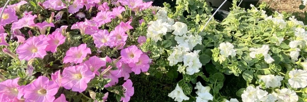 Продажа Цветов 🌺 Свое Хозяйство