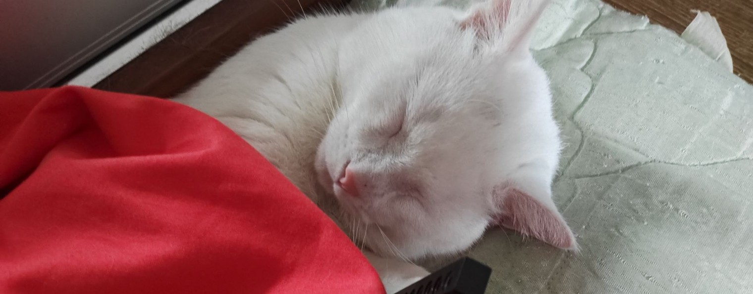 Для этого котенка