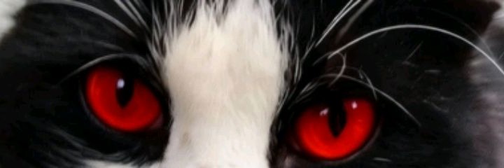 Мария Cat 🔥