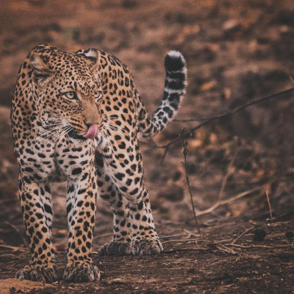 LeoPard